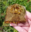 ORG45 Orgonite piramide Tijgeroog (met Tree of Life) 70-75